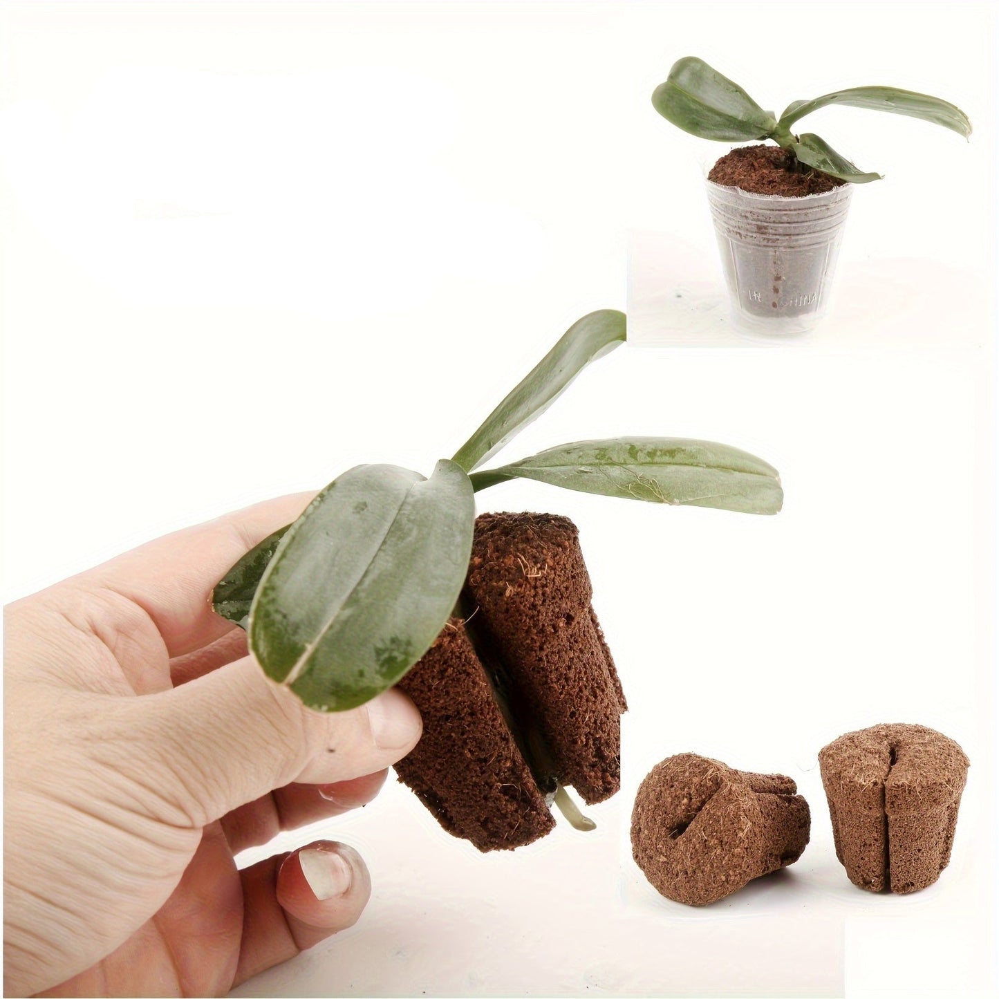 Substrato de Transplante de Orquídeas de 1,5 polegadas - Mōva Decor