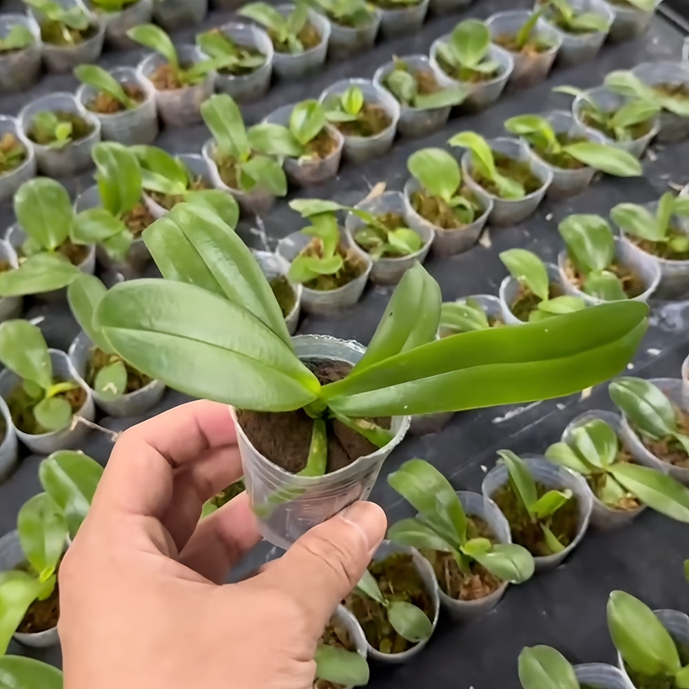 Substrato de Transplante de Orquídeas de 1,5 polegadas - Mōva Decor — detalhe do acabamento | Mova Decor