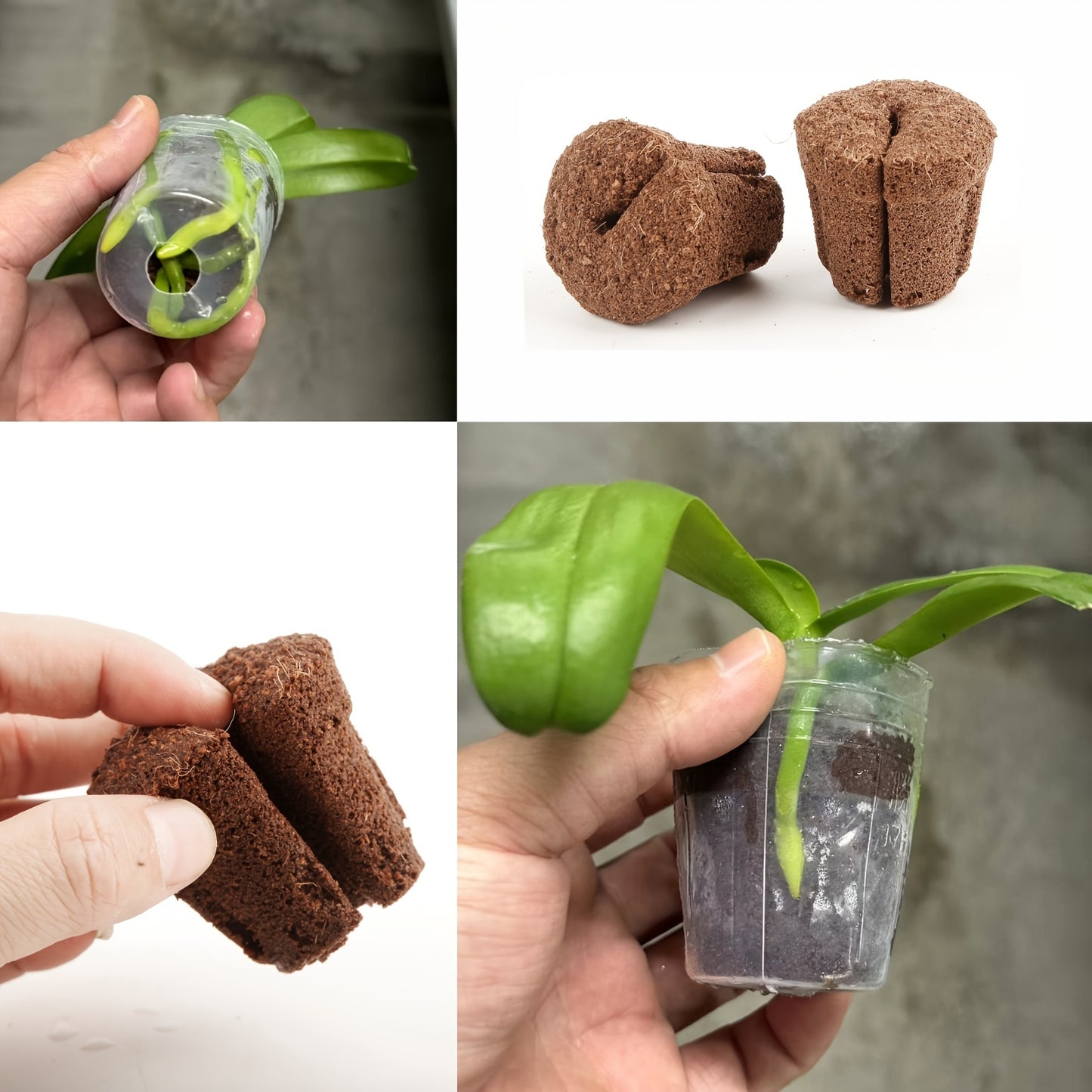 Substrato de Transplante de Orquídeas de 1,5 polegadas - Mōva Decor