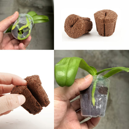 Substrato de Transplante de Orquídeas de 1,5 polegadas - Mōva Decor