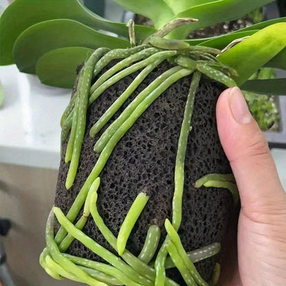 DendroMix Natural™ – Para Replante e Floração Intensa