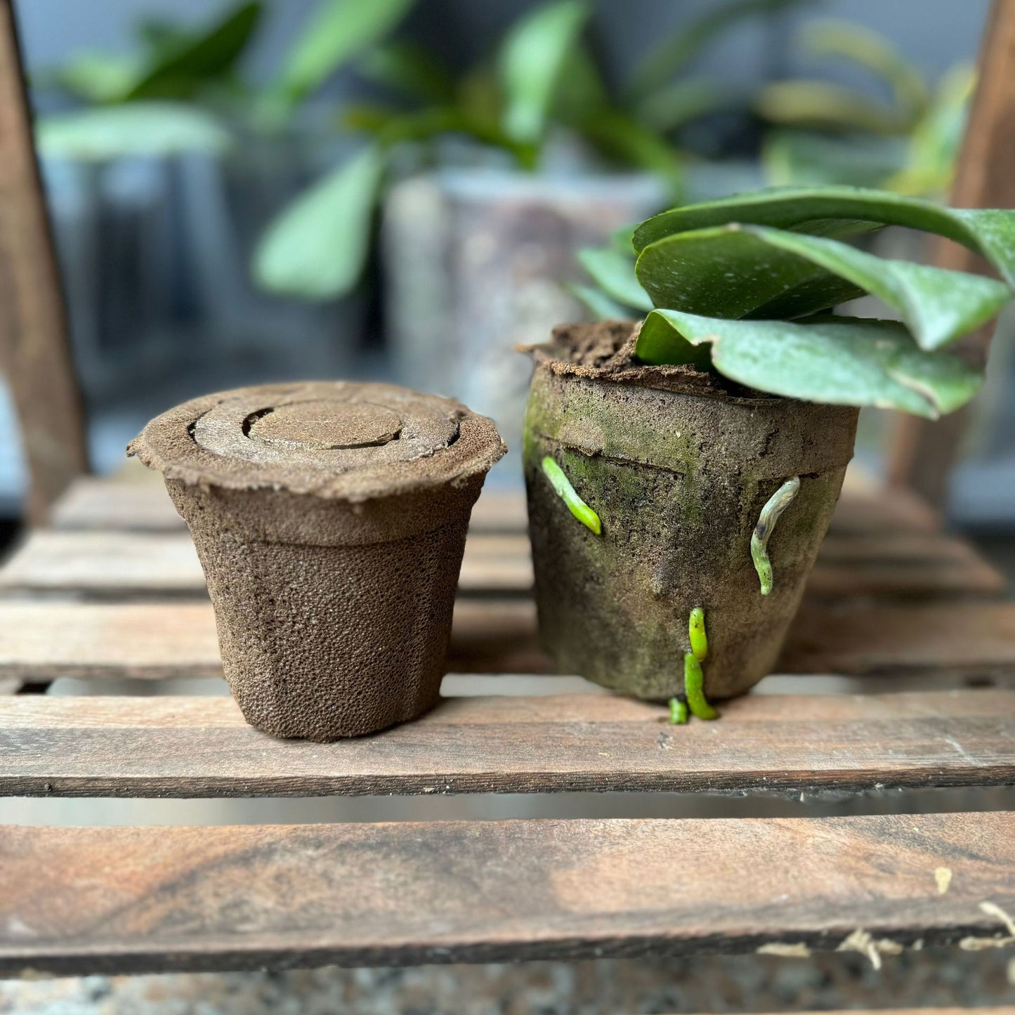 DendroMix Natural™ – Para Replante e Floração Intensa