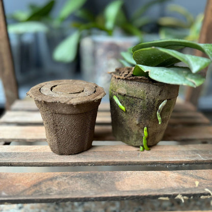 DendroMix Natural™ – Para Replante e Floração Intensa