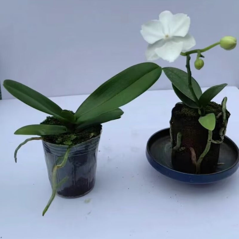 DendroMix Natural™ – Para Replante e Floração Intensa — detalhe do acabamento | Mova Decor