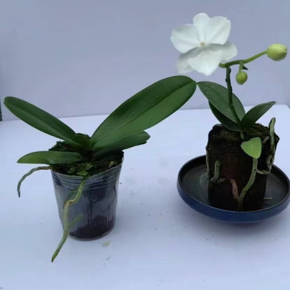 DendroMix Natural™ – Para Replante e Floração Intensa