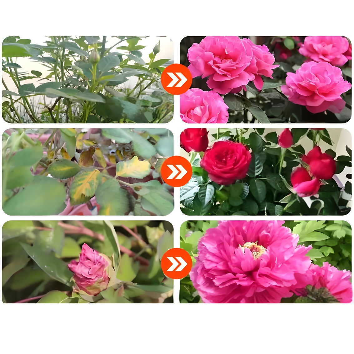 NaturalGrow™ - Melhora a Distribuição de Oxigênio, Água & Nutrientes - Mōva Decor