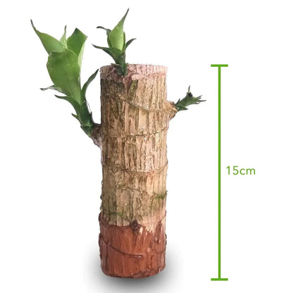 Arranjo em bambu Flor da Fortuna