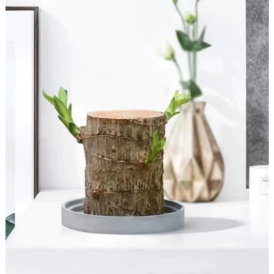 Flor da Fortuna Bambu da Sorte em composição decorativa