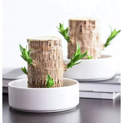 Detalhe da Flor da Fortuna em bambu