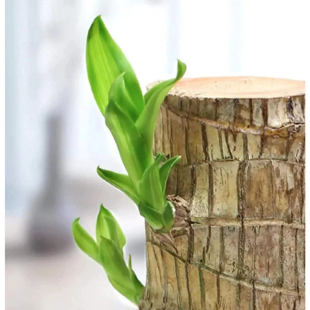 Composição decorativa com Flor da Fortuna