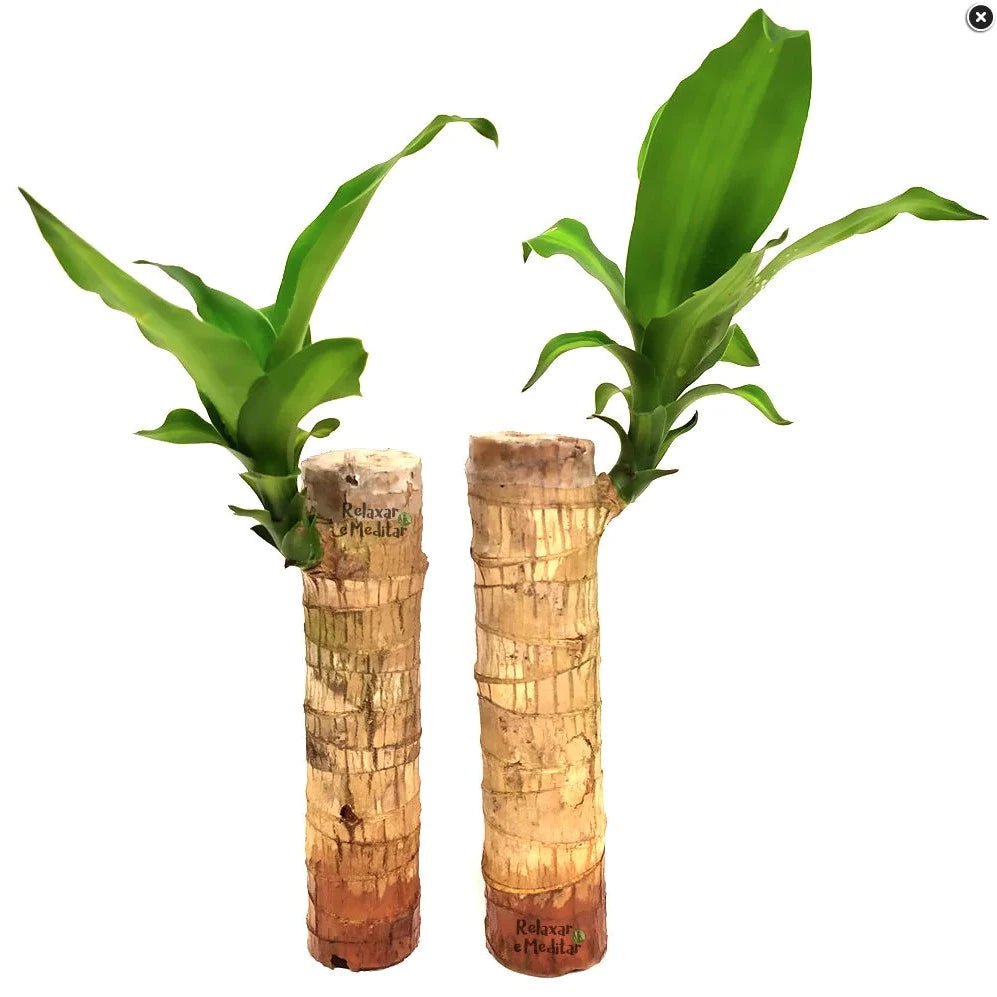 Referência de escala da Flor da Fortuna