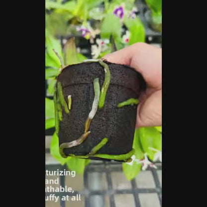 DendroMix Natural™ – Para Replante e Floração Intensa