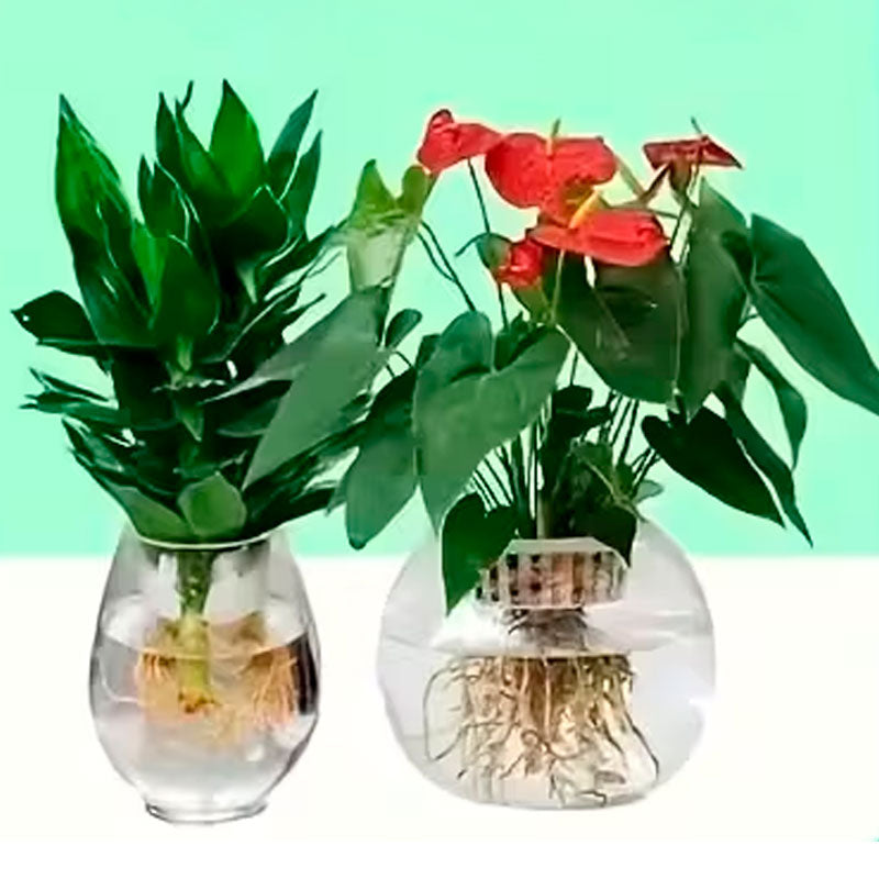 Purificação Hidropônica, Ideal para Frescor e Limpeza em Água - Mōva Decor